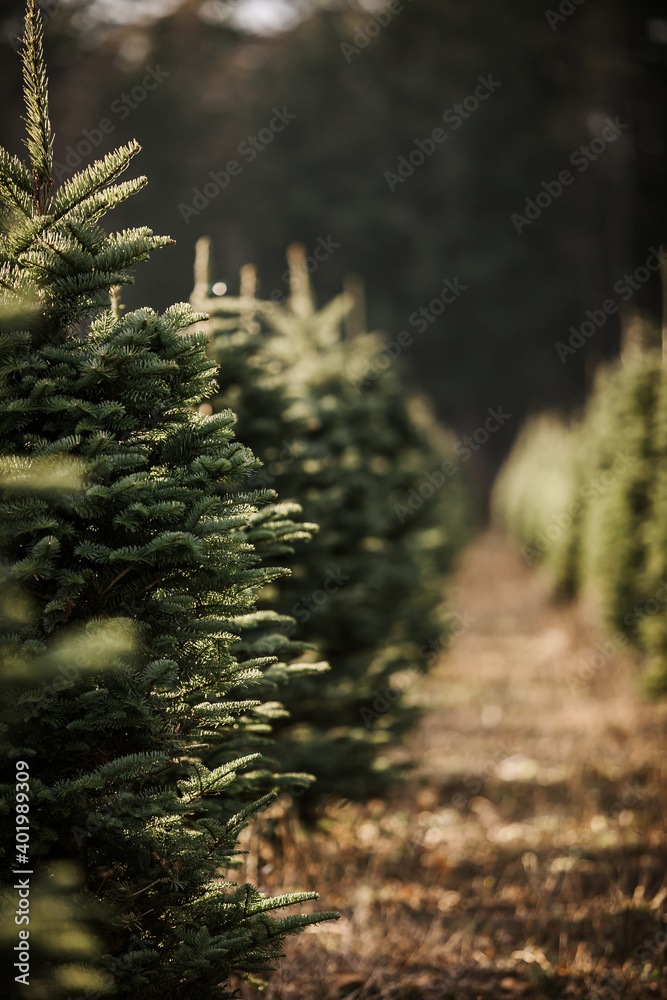 Tannenbaum