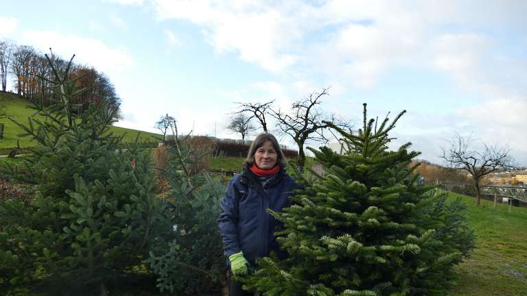 Weihnachtsbaumverkauf